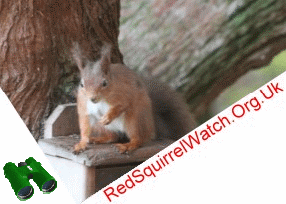 Red Squirrel